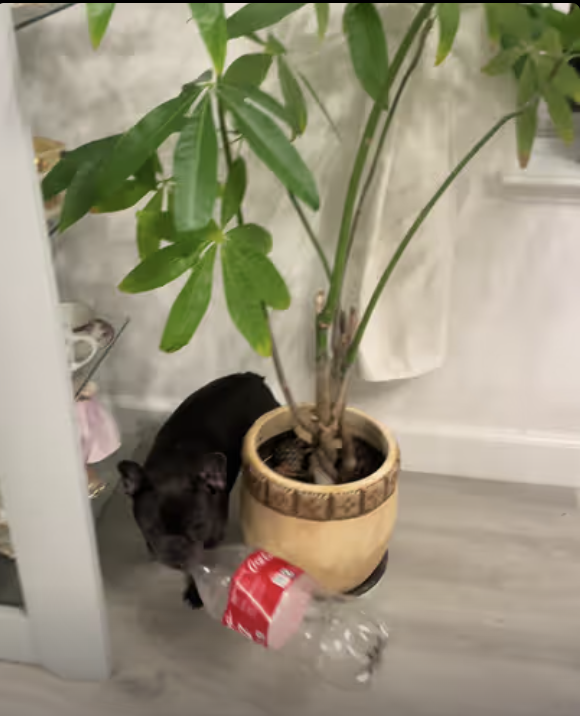 Frenchie Toy Review !